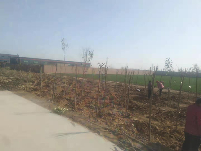 陽春三月，大地復蘇，安陽鼎諾廠區(qū)植樹活動再添綠。